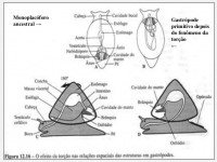 /album/galeria-de-fotos-gastropoda/torcao-gastropode-jpg/
